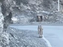 Momen Kemunculan Spesies Langka Macan Tutul Salju di India