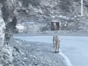 Momen Kemunculan Spesies Langka Macan Tutul Salju di India