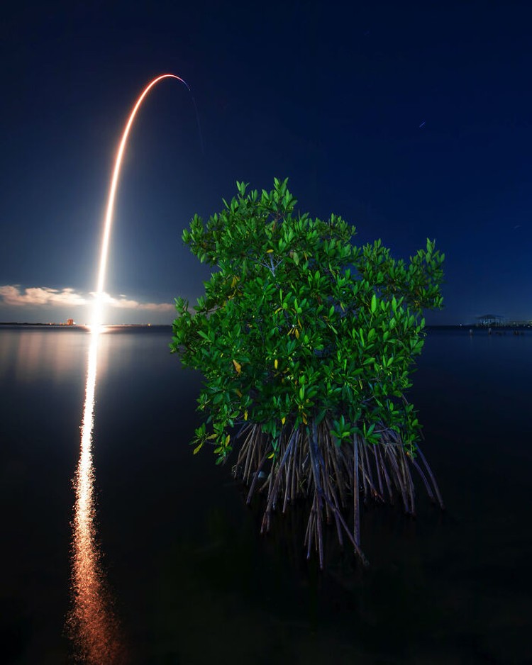 Mangrove Action Project 2024