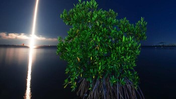 Alam dan Luar Angkasa Oleh Jeff Thamert, AS Foto: Mangrove Action Project