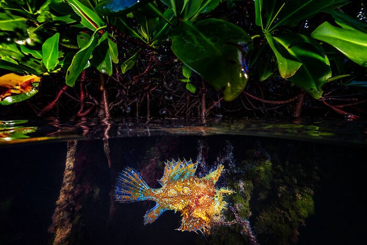 Mangrove Action Project 2024