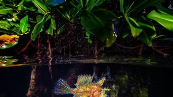 “Pertemuan Langka dan Tidak Terduga” Oleh Lorenzo Mittiga, Antillen Belanda Foto: Mangrove Action Project