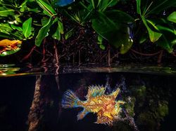 Karya Memukau Jawara Kontes Foto Mangrove, Ada dari Indonesia