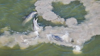 Mud-Ring Feeding Oleh Mark Ian Cook, AS Foto: Mangrove Action Project