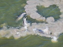 Karya Memukau Jawara Kontes Foto Mangrove, Ada dari Indonesia