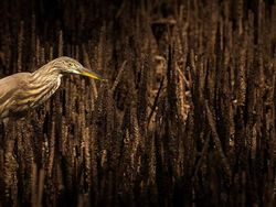 Karya Memukau Jawara Kontes Foto Mangrove, Ada dari Indonesia