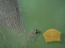 Karya Memukau Jawara Kontes Foto Mangrove, Ada dari Indonesia