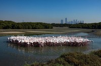 Mangrove Action Project 2024