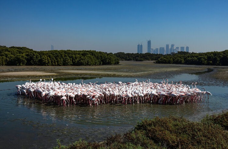 Mangrove Action Project 2024