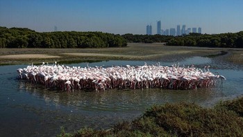 Gathering Oleh Shyjith Onden Cheriyath, UAE Foto: Mangrove Action Project