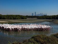 Karya Memukau Jawara Kontes Foto Mangrove, Ada dari Indonesia