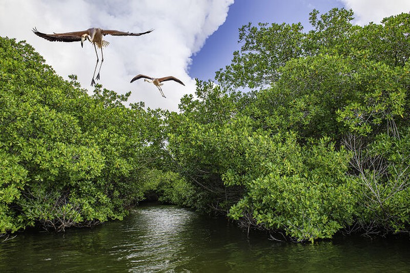 Mangrove Action Project 2024