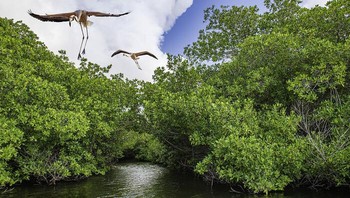 Flamingo Oleh Lorenzo Mittiga, Antillen Belanda Foto: Mangrove Action Project