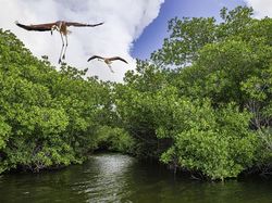 Karya Memukau Jawara Kontes Foto Mangrove, Ada dari Indonesia