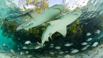 Sahabat di Ujung Tanduk Oleh Jillian Morris, Bahamas Foto: Mangrove Action Project