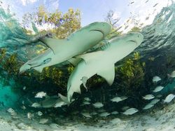 Karya Memukau Jawara Kontes Foto Mangrove, Ada dari Indonesia