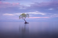 Mangrove Action Project 2025