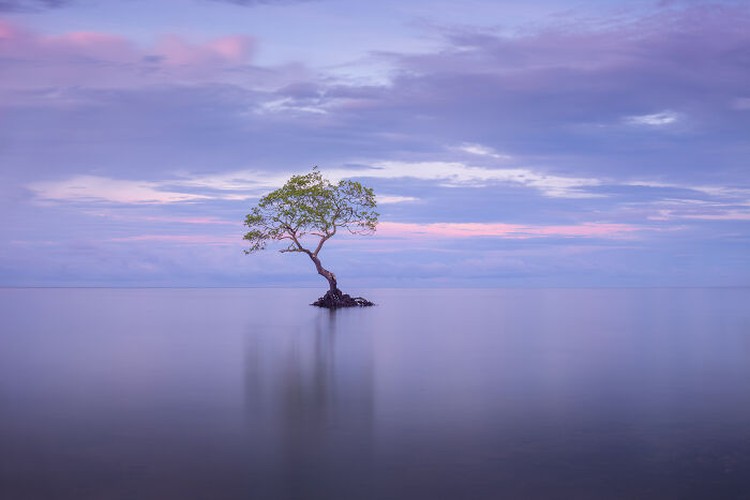Mangrove Action Project 2025