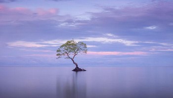 Dawns Serenade Oleh Aaron Ruy G. Musa, Filipina Foto: Mangrove Action Project