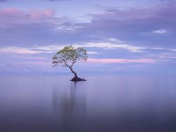Karya Memukau Jawara Kontes Foto Mangrove, Ada dari Indonesia