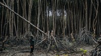 Mangrove Action Project 2025