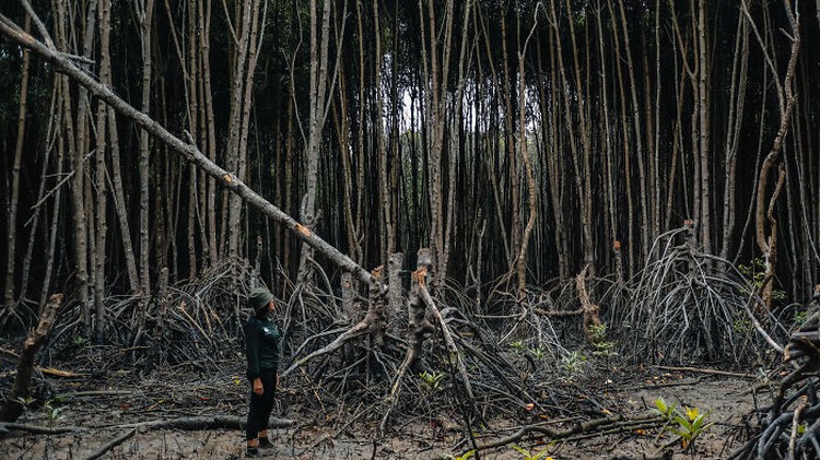 Mangrove Action Project 2025