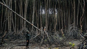 Mangrove Rusak Oleh Dhany Darmansyah Saragih, Indonesia Foto: Mangrove Action Project