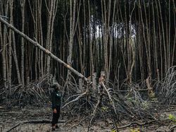 Karya Memukau Jawara Kontes Foto Mangrove, Ada dari Indonesia