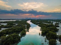 Mangrove Action Project 2025