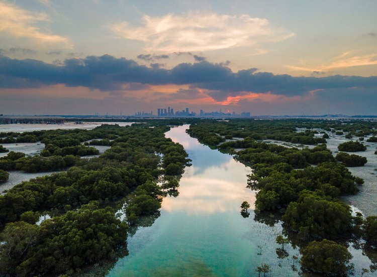 Mangrove Action Project 2025