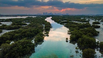Di Balik Kota Oleh Shyjith Kannur, UEA Foto: Mangrove Action Project