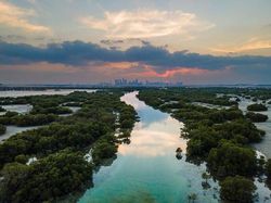 Karya Memukau Jawara Kontes Foto Mangrove, Ada dari Indonesia