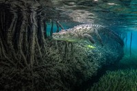 Mangrove Action Project 2025
