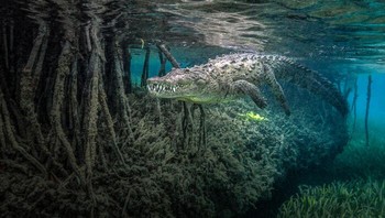 Welcome Grinn Oleh Jenny Stock, Kuba Foto: Mangrove Action Project
