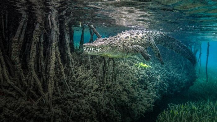 Karya Memukau Jawara Kontes Foto Mangrove, Ada dari Indonesia