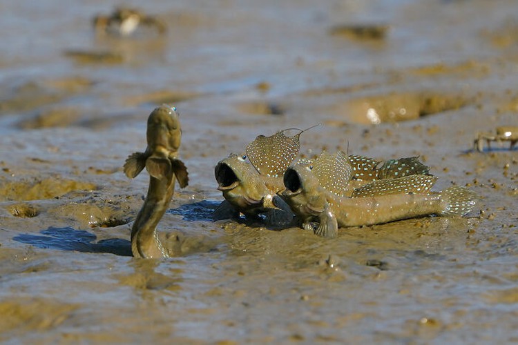 Mangrove Action Project 2025