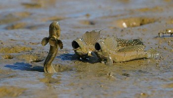Ikan Lompat Menari Oleh Leo Liu, Taiwan Foto: Mangrove Action Project