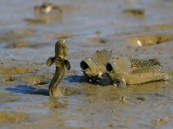 Karya Memukau Jawara Kontes Foto Mangrove, Ada dari Indonesia