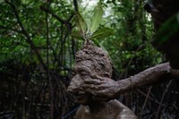 Mangrove Action Project 2025