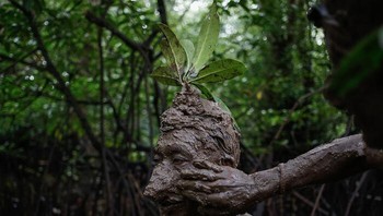 Ritual Mandi Lumpur Oleh Johannes Panji Christo, Indonesia Foto: Mangrove Action Project