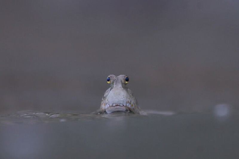 Mangrove Action Project 2025