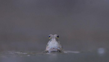 Kontak Mata Oleh Katanyou Wuttichaitanakorn, Thailand Foto: Mangrove Action Project