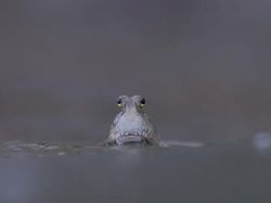 Karya Memukau Jawara Kontes Foto Mangrove, Ada dari Indonesia