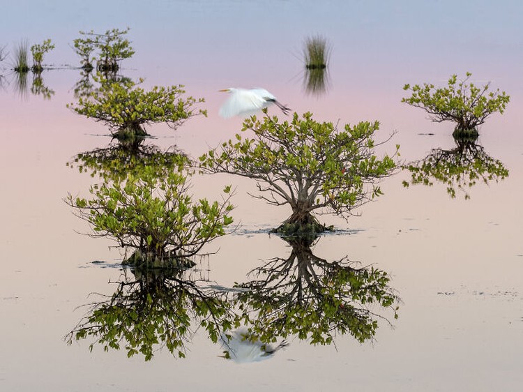 Mangrove Action Project 2025