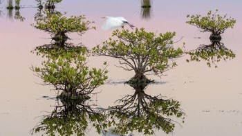 Mangroves At Dawn Oleh Melodi Roberts, AS Foto: Mangrove Action Project