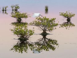 Karya Memukau Jawara Kontes Foto Mangrove, Ada dari Indonesia