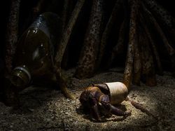 Karya Memukau Jawara Kontes Foto Mangrove, Ada dari Indonesia