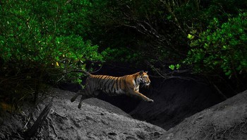 “Adaptasi Harimau Benggala” Oleh Arijit Das, India Foto: Mangrove Action Project