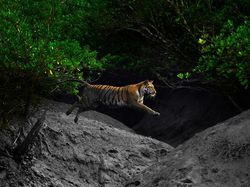 Karya Memukau Jawara Kontes Foto Mangrove, Ada dari Indonesia
