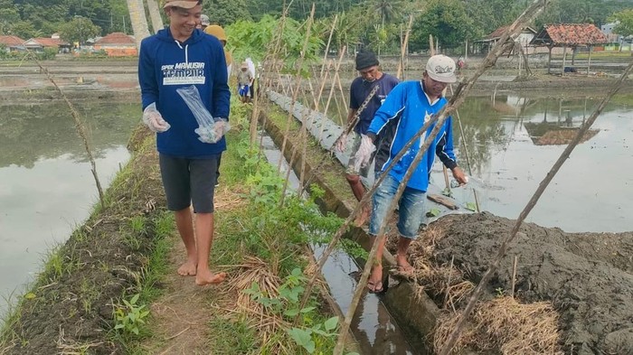 Petani di Pangandaran tebar racun tikus di sawah